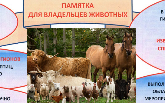 Памятка для владельцев животных